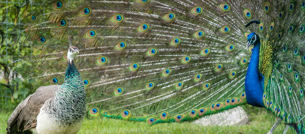 photo of a male peacock showing his feathers to a female peacock as a tie-in to vanity metrics in marketing